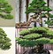 Bonsai Kimeng Juara Dunia